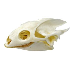 Taxidermy Real Animals Skull Decor - Animal Bones Specimen,Taxidermy Supplies for Science Education,Collection (Fox)