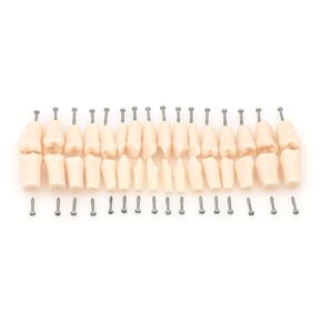 Dental Typodont Model Kilgore Nissin 200 Type Removable 32Pcs Teeth Screw-in Teeth Model (M8025: 32 Pcs Spare Restorative Teeth)