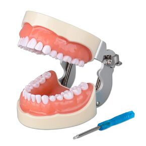 Typodont Teeth Model with 32 Detachable Teeth for Dental Hygiene Students, Suitable for Teaching, Practice and Study, with a Small Screwdriver