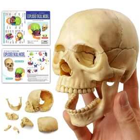 2024 New Anatomy Exploded Skull Model,Human Medical Skull Model Dental ClinicTeaching Equipment,Medical Teaching Learning