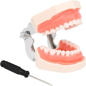H32C-01 Removable 32Pcs Screw-in Model, Soft Gum Model Comes with a Small Screwdriver Easy to Disassemble and Replace, Suitable for Teaching Practice and Study