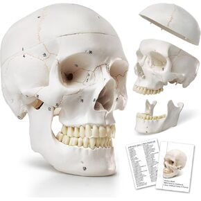 HADWYN 2024 Human Skull Anatomical Model,with Painted Sutures 54 Pcs Labeled Numbered Skull Models for Medical Students,Human Brain Model for Kids Drawing Anatomy