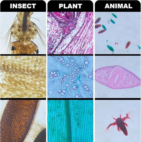 30 Microscope Slides and 100 Covers Set for Kids Adults Students Homeschool Edu - Included 20 Prepared Slides with Plants Animals Insects Specimens, 10 Blank Slides and 100 Coverslips in Kuwait