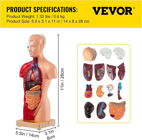 VEVOR نموذج جسم الإنسان 15 جزءًا 11 بوصة نموذج تشريح بشري للتدريس الطبي نموذج هيكل عظمي تشريحي مع أعضاء قابلة للإزالة للطلاب والأطفال البالغين، قاعدة عرض ودليل المنتج متضمنان in Saudi Arabia