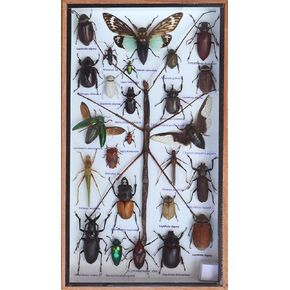 Real Display Insect Taxidermy Big Set in Box for Collectible Gift #01