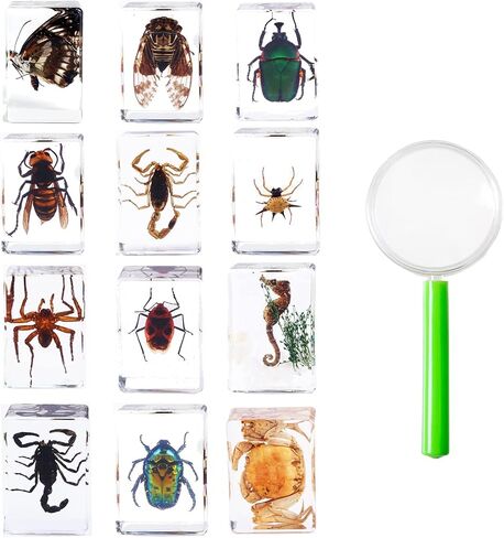 12Pcs Insects in Resin Insect Specimen Set Paperweight Real Bugs Collection Supplies for Kids Scientific Education Biology Oddities and Curiosities Taxidermy Bugs Display (Magnifying Glass Included) in Kuwait