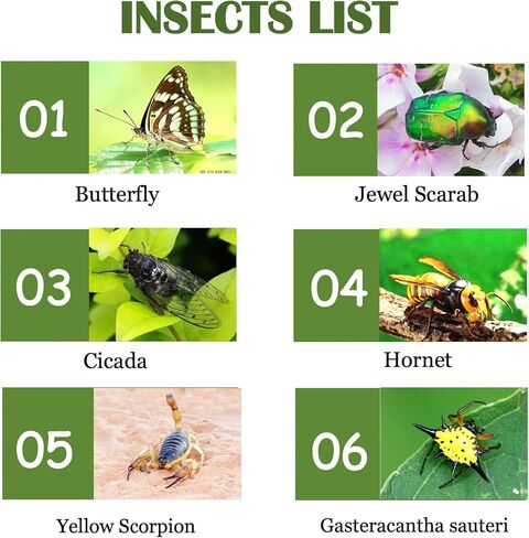 12Pcs Insects in Resin Insect Specimen Set Paperweight Real Bugs Collection Supplies for Kids Scientific Education Biology Oddities and Curiosities Taxidermy Bugs Display (Magnifying Glass Included) in Kuwait