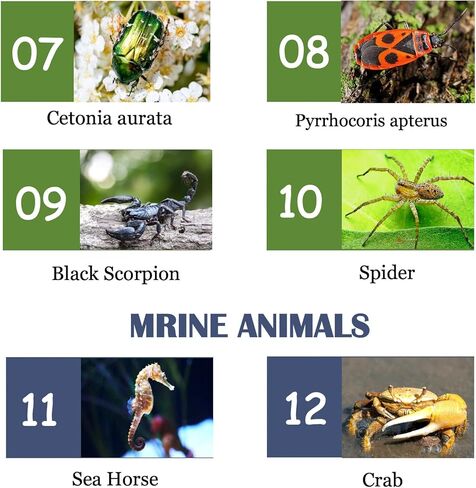 12Pcs Insects in Resin Insect Specimen Set Paperweight Real Bugs Collection Supplies for Kids Scientific Education Biology Oddities and Curiosities Taxidermy Bugs Display (Magnifying Glass Included) in Kuwait