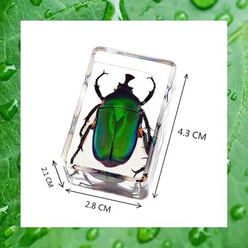 12Pcs Insects in Resin Insect Specimen Set Paperweight Real Bugs Collection Supplies for Kids Scientific Education Biology Oddities and Curiosities Taxidermy Bugs Display (Magnifying Glass Included) in Kuwait