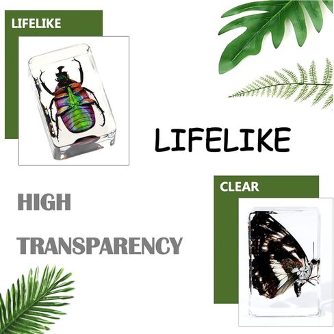 12Pcs Insects in Resin Insect Specimen Set Paperweight Real Bugs Collection Supplies for Kids Scientific Education Biology Oddities and Curiosities Taxidermy Bugs Display (Magnifying Glass Included) in Kuwait