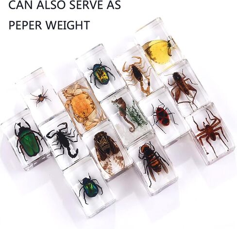 12Pcs Insects in Resin Insect Specimen Set Paperweight Real Bugs Collection Supplies for Kids Scientific Education Biology Oddities and Curiosities Taxidermy Bugs Display (Magnifying Glass Included) in Kuwait
