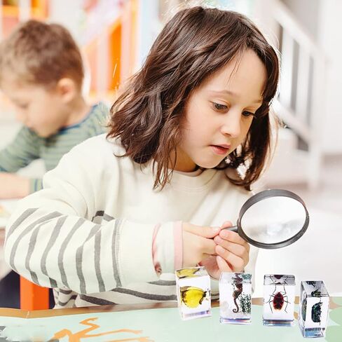 12Pcs Insects in Resin Insect Specimen Set Paperweight Real Bugs Collection Supplies for Kids Scientific Education Biology Oddities and Curiosities Taxidermy Bugs Display (Magnifying Glass Included) in Kuwait