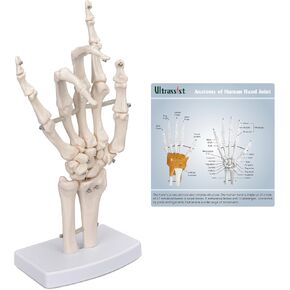 Human Hand Joint Model, Flexible 1:1 Scientific Life Size with Light Weight Display Base, Includes Anatomy Diagram Best for Patient Education & Medical Training