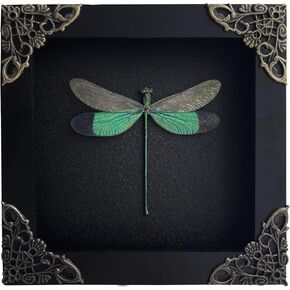 Real Clear Wings Dragonfly Framed Insect Dried Bug Dead Beetle Shadow Box Black Wooden Frame Taxidermy Specimen Display Oddity Tabletop Standable Wall Hanging Home Decor K12-83-DE