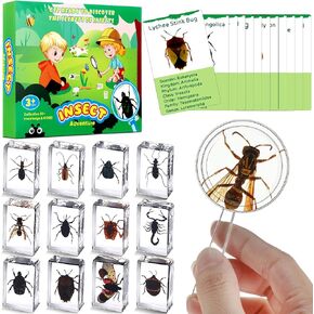 12 Pcs Insect in Resin Specimen with 1 Magnifier 12 Information Cards Bugs Collection Paperweights Specimen Bug Preserved in Resin for Scientific Education Gift for Christmas(Beetle)