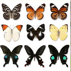 10 Pcs Real Butterfly Specimen Taxidermy Butterfly DIY Creative Production, Taxidermy Animals for Framed Butterfly Shadow (Random)