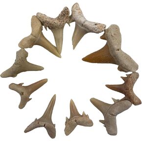 Heyiwell 10PC Fossil Mini Shark Tooth,Real Fossil Shark Teeth 1~1.5cm