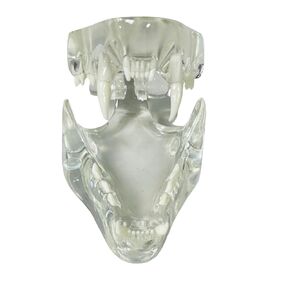 Transparent Cat Teeth Model Animals Oral Tooth Jaw for Veterinary Education Study Demo Decoration