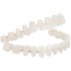 ULTECHNOVO 1 Set Model Dental Mouth Model Human Teeth Model Dental Study Models Dental Display Models Dental Education Models Fake Teeth Model Dental Training Models Universal 3D