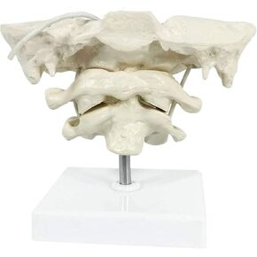 Model Educational Model Occiput Model - Human Cervical Spine Model Occipital Bone Model PVC Material Atlas and Axis with Occipital Bone Model for Medical Teaching Training Aid (Color : A)