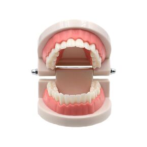 Dental Adult Teeth Model Teaching Study Typodont Demonstration Adult Training Model
