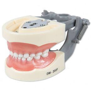 Pediatric Typodont Teeth Model 24 Removable Teeth Compatible with Kilgore Nissin 200P (Typodont 200P Only)