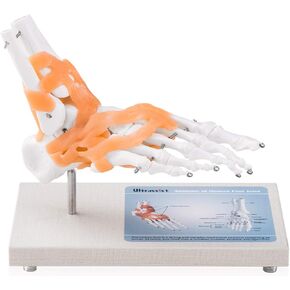 Human Foot Joint Model, Life Size with 360° Rotatable Wooden Display Base, Anatomy Skeleton Model with Ligaments for Medical Study, Science Classroom(Includes Anatomy Diagram)
