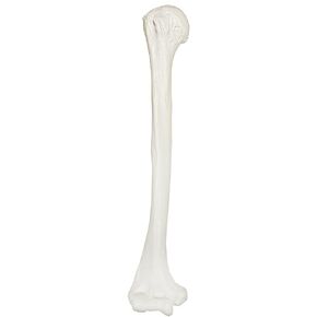 Axis Scientific Humerus Bone Model | Right | Cast from a Real Human Humerus Bone l Upper Arm Bone Model Has Realistic Texture and Important Bony Landmarks | Includes Product Manual