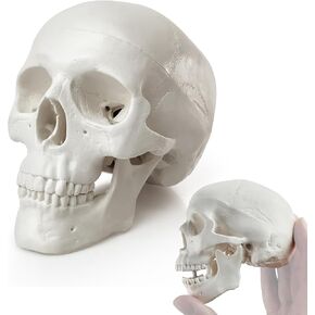 HADWYN 2024 New Mini Human Skull Model, 3 Part Anatomical Skull is 3.5" Tall, with Removable Skull Cap and Moving Jaw, Includes Full Set of Teeth, (1set) Fun Halloween Decorations