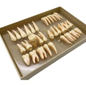 32 pcs Superior 2.5 Times Permanent Teeth Model Demonstration Teach Model