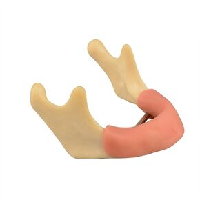 Mandible with Soft Tissue for Drilling Practice, Basic Implant Training Model with Practice Soft Artificial Tissue, Great Dental Training Tooth for Dental Implant Practice