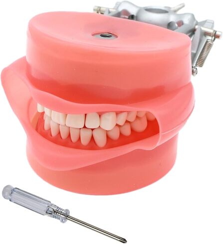 Teeth Model Simulates Cheeks, Artificial Cheeks are Suitable for Installing of Tooth Model in Kuwait
