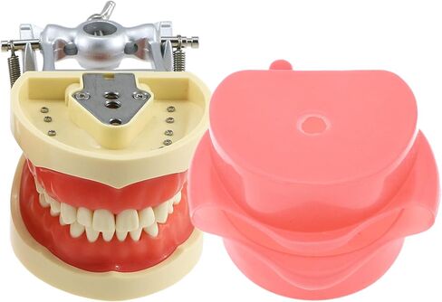 Teeth Model Simulates Cheeks, Artificial Cheeks are Suitable for Installing of Tooth Model in Kuwait