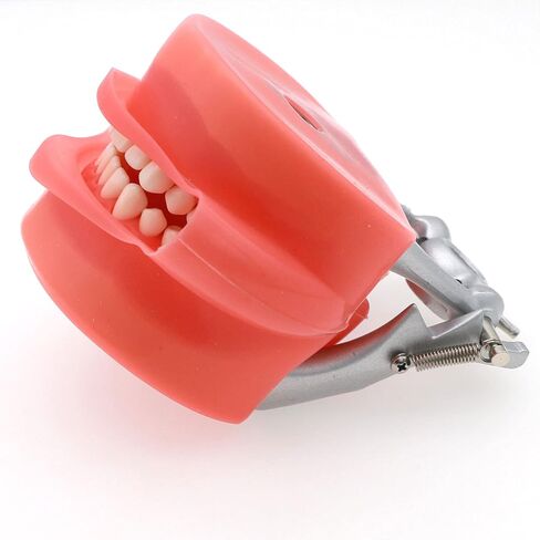Teeth Model Simulates Cheeks, Artificial Cheeks are Suitable for Installing of Tooth Model in Kuwait