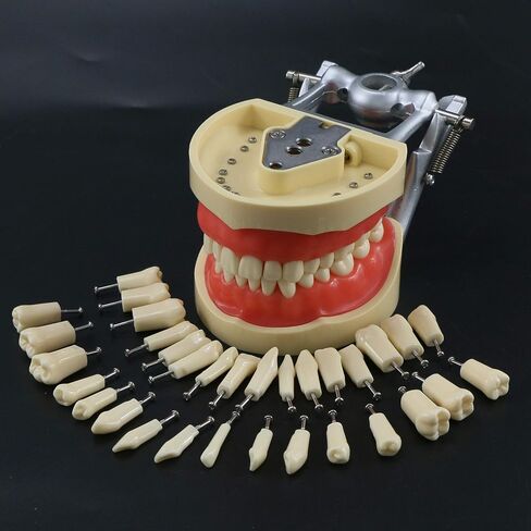Teeth Model Simulates Cheeks, Artificial Cheeks are Suitable for Installing of Tooth Model in Kuwait