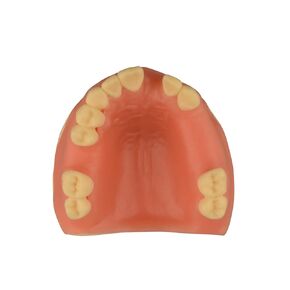 Maxillary Dental Implant Model Missing Partial Teeth, Basic Implant Training Model with Practice Soft Gums, Great Dental Training Tooth for Dental Implant Practice