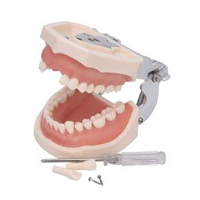 Dental Typodont Teeth Model - Practice Dentist Tooth Models for Dental Students Removable Teeth Suitable for Teaching Practice and Study with a Small Screwdriver