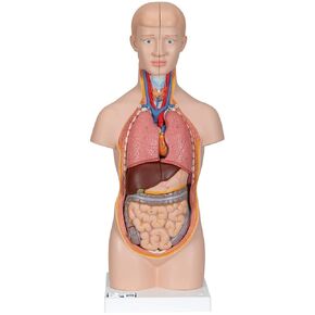 3B Scientific B22 Desktop Torso 12-part - 3B Smart Anatomy