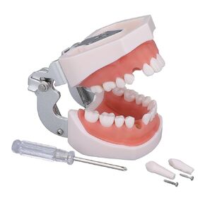 Dental Typodont Teeth Model - Practice Dentist Tooth Models for Dental Students Removable Teeth Suitable for Teaching Practice and Study with a Small Screwdriver