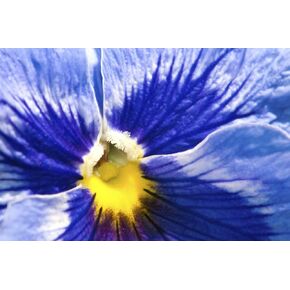 Close up of a blue and yellow pansy flower Viola tricolor in spring.; Cambridge Massachusetts. Poster Print by Darlyne Murawski (17 x 11)