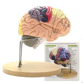 Brain Model 3D, 2 Times Enlargement 4-Part Human Brain Model with Functional Area Color Separation and Anatomical Location Identification for Learning The Structure of The Brain