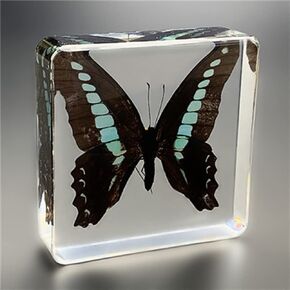 Butterfly Nature Specimen Paperweight, Specimen Butterfly Paperweight,specimens Butterfly in Resin for Available for Children to Observe Organisms (3"x3"x1") (B)