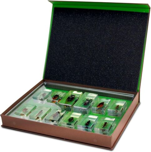 Geoworld Nature Collection Insects in Resin: 12 Insects - Wasps, Spiders, Beetles and More - STEM Education or Collection Set in Kuwait