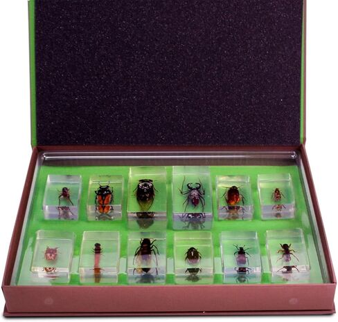 Geoworld Nature Collection Insects in Resin: 12 Insects - Wasps, Spiders, Beetles and More - STEM Education or Collection Set in Kuwait