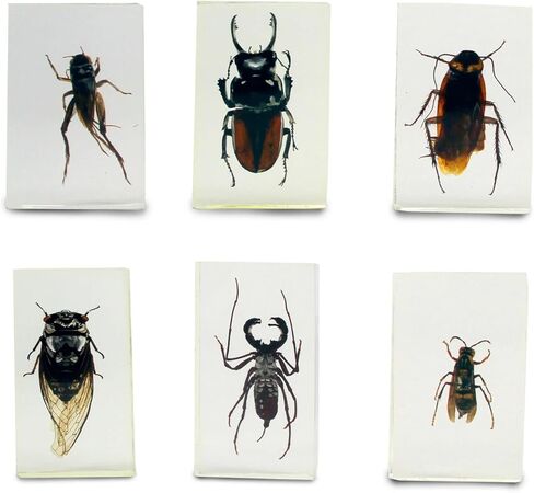 Geoworld Nature Collection Insects in Resin: 12 Insects - Wasps, Spiders, Beetles and More - STEM Education or Collection Set in Kuwait