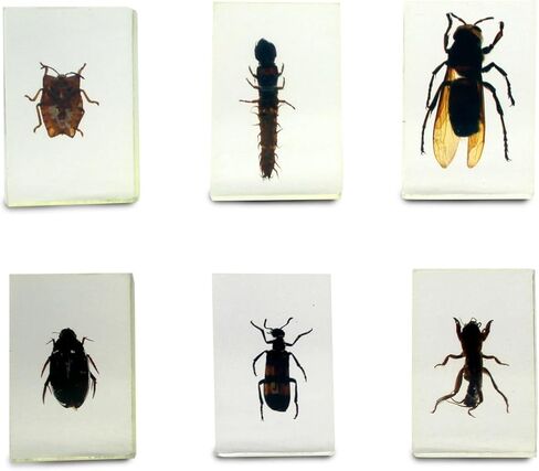 Geoworld Nature Collection Insects in Resin: 12 Insects - Wasps, Spiders, Beetles and More - STEM Education or Collection Set in Kuwait