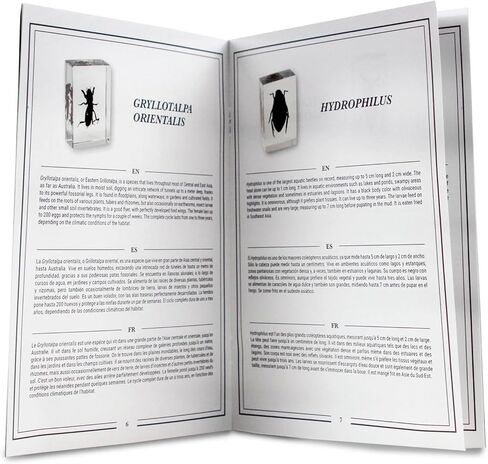 Geoworld Nature Collection Insects in Resin: 12 Insects - Wasps, Spiders, Beetles and More - STEM Education or Collection Set in Kuwait