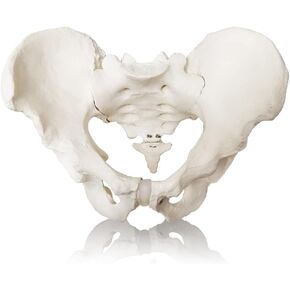 2024 New Life Size Male Pelvis Mode,Hip Model – Male Anatomy Model, Male Pelvic Skeleton Model, Anatomy Medical Model for Science Education, Study of The Anatomical Features