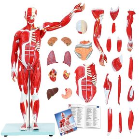 Human Muscle and Organ Model,27-Part Half Life-Size Human Body Muscular System Anatomy Model with Removable Organs and Muscle Includes Product Manual for Medical Physiology Educational Study