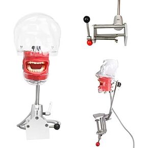 XUX Dental Simulator Nissin Manikin Phantom Head Dental Phantom Head Model with Bench Mount for Dentist Education